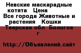 Невские маскарадные котята › Цена ­ 15 000 - Все города Животные и растения » Кошки   . Тверская обл.,Бологое г.